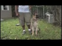 Köpek Eğitim Ve Mülkiyet: Nasıl Senin Köpek El İşaretleri Öğretmek Resim 3