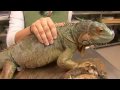 Sürüngenler, Amfibiler, Omurgasızlar Ve Küçük Evcil Hayvan : İguana Gerçekler Resim 3