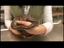 Sürüngenler, Amfibiler, Omurgasızlar Ve Küçük Evcil Hayvanlar : Top Python Gerçekler Resim 3
