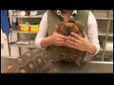 Sürüngenler, Amfibiler, Omurgasızlar Ve Küçük Evcil Hayvanlar:-Kırmızı Ayaklı Kaplumbağa Gerçekler Resim 3
