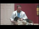 Köpek Bakımı : Köpeklerde Kalp Hızını Kontrol Etmek İçin Nasıl Ve Kediler Resim 4