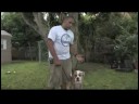 Köpek Eğitim Ve Mülkiyet: Nasıl Senin Köpek--Dan Tırmalamak Sen Durdurmak İçin Resim 4