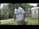 Köpek Eğitim Ve Mülkiyet: Nasıl Senin Köpek El İşaretleri Öğretmek Resim 4