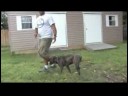 Köpek Eğitim Ve Mülkiyet: Nasıl Yürümek A Köpek İçin Resim 4