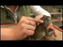 Sürüngenler, Amfibiler, Omurgasızlar Ve Küçük Evcil Hayvanlar : Colorado Nehri Kara Kurbağası Gerçekler Resim 4