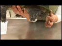 Sürüngenler, Amfibiler, Omurgasızlar Ve Küçük Evcil Hayvanlar : Meksika Misk Kaplumbağa Gerçekler Resim 4