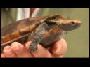 Sürüngenler, Amfibiler, Omurgasızlar Ve Küçük Evcil Hayvanlar : Twist-Boyunlu Kaplumbağa Gerçekler Resim 4