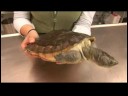 Sürüngenler, Amfibiler, Omurgasızlar Ve Küçük Evcil Hayvanlar : Yeni Gine Kaplumbağa Gerçekleri Yakalamaya  Resim 4