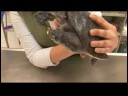 Sürüngenler, Amfibiler, Omurgasızlar Ve Küçük Evcil Hayvanlar : Yumuşak Kabuklu Kaplumbağa Malezya Gerçekler Resim 4