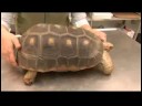 Sürüngenler, Amfibiler, Omurgasızlar Ve Küçük Evcil Hayvanlar:-Kırmızı Ayaklı Kaplumbağa Gerçekler Resim 4