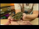 Sürüngenler, Amfibiler, Omurgasızlar Ve Küçük Pets: Kaplan Salamander Gerçekler Resim 4
