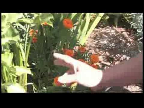 Bahçe İpuçları: Marigolds Büyüyen