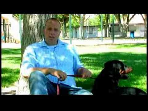 Bir Köpek Kapıyı Kullanmak İçin Bir Köpek Eğitmek İçin Nasıl Köpek Eğitim İpuçları :  Resim 1