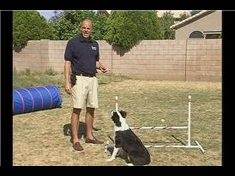 Çeviklik Köpek Eğitim: Komut : Komut Üzerinde Çeviklik Köpek Eğitim: Kalıp Tekniği