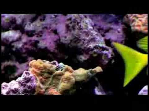 Evcil Hayvan Balık Bakımı Nasıl Resif Benim Akvaryumda Nitrat Düşük Muyum  Resim 1