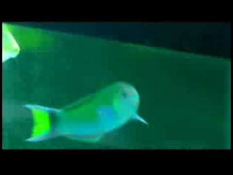 Gökkuşağı Balığı Bakmak İçin Nasıl Bir Evcil Hayvan Balık Bakımı :  Resim 1