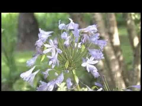 İpuçları Bahçe: Lily-Of--Nil (Agapanthus'tan Almıştır) Büyümeye Nasıl