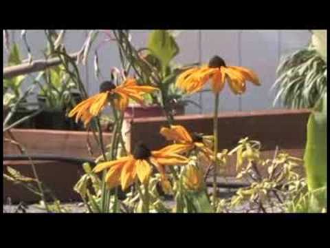 İpuçları Bahçe: Nasıl Bir Kelebek Bahçe Yapmak