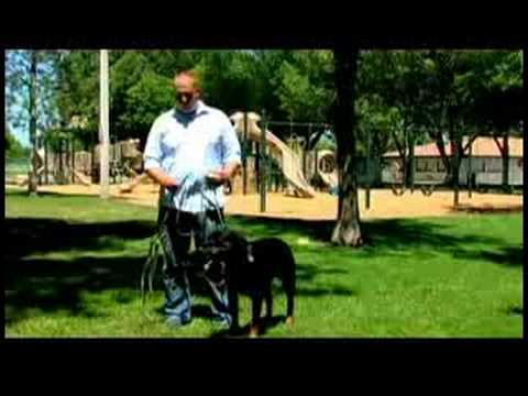 Köpek Eğitim İpuçları : Nasıl Kaçmak İçin Değil Köpeğim Tren Muyum 