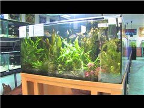 Tropikal Balık Tropikal Balık Tankı Seçimi  Resim 1