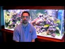 Evcil Hayvan Balık Bakımı : Nasıl Bir Akvaryum İçinde Su Değiştirebilirim?