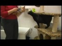 Yeni Evler İçin Kedi Tanıtan : Köpeklere Tanıtan Kediler 