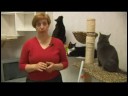 Yeni Evlerine Tanıtan Kediler : Kedi Kavgası Kırma 