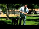 Bir Gazete Almak İçin Bir Köpek Eğitmek İçin Nasıl Köpek Eğitim İpuçları :  Resim 3