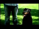 Bir Koşu Bandı Üzerinde Bir Köpek Eğitmek İçin Nasıl Köpek Eğitim İpuçları :  Resim 3