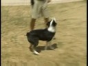 Çeviklik Köpek Eğitim: Bitti Komut: Köpek Terbiye Komutasını Çeviklik: Güvenli İniş Resim 3