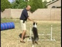 Çeviklik Köpek Eğitim: Komut : Komut Üzerinde Çeviklik Köpek Eğitim: Kalıp Tekniği Resim 3