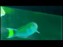 Gökkuşağı Balığı Bakmak İçin Nasıl Bir Evcil Hayvan Balık Bakımı :  Resim 3