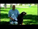 Isırmak İçin Değil Köpek Eğitmek İçin Nasıl Köpek Eğitim İpuçları :  Resim 3