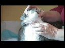 Kedi Bakımı Ve Hasta Kediler : Kediler Tedavi Pire Alerjisi  Resim 3