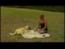Köpek Bırakmak İçin Nasıl Öğretmek İçin Eğitim Köpek :  Resim 3