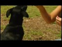 Sallamak İçin Köpek (El)Tren Nasıl Eğitim Köpek :  Resim 3