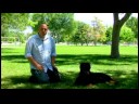 Üzerinde Rulo İçin Köpek Eğitmek İçin Nasıl Köpek Eğitim İpuçları :  Resim 3