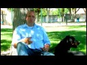 Bir Köpek Kapıyı Kullanmak İçin Bir Köpek Eğitmek İçin Nasıl Köpek Eğitim İpuçları :  Resim 4