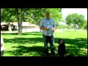 Bir Koşu Bandı Üzerinde Bir Köpek Eğitmek İçin Nasıl Köpek Eğitim İpuçları :  Resim 4