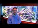 Gökkuşağı Balığı Bakmak İçin Nasıl Bir Evcil Hayvan Balık Bakımı :  Resim 4