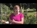 İpuçları Bahçe: Çok Yıllık Çiçekler Yetiştirmek İçin En İyi Koşulları Resim 4