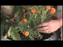 İpuçları Bahçe: Kadife Çiçeği (Tagetes) Büyümeye Nasıl Resim 4