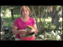 İpuçları Bahçe: Lily Vadi Ampüller İçin Bakım Resim 4