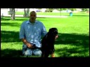 Isırmak İçin Değil Köpek Eğitmek İçin Nasıl Köpek Eğitim İpuçları :  Resim 4