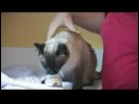 Kedi Bakımı Ve Hasta Kediler : Bir Soğuk İle Bir Kedi Tedavi  Resim 4