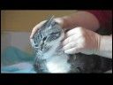 Kedi Bakımı Ve Hasta Kediler : Kediler Tedavi Pire Alerjisi  Resim 4