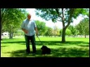 Köpek Eğitim İpuçları : Nasıl Sağır Bir Köpeği Eğitmek Mı  Resim 4