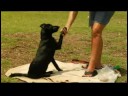 Sallamak İçin Köpek (El)Tren Nasıl Eğitim Köpek :  Resim 4