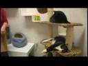 Yeni Evlerine Tanıtan Kediler : Yeni Kedi Ayarlama Zaman Çizgisi Resim 4