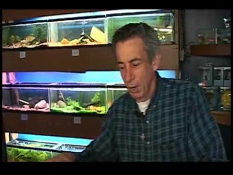 Akvaryum Seçimi : Balık Tankları İçin Su Ekleme 